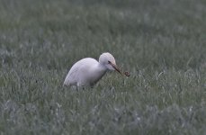 B Cattle Egret 003.jpg