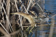 Little bittern flying QD Lago.jpg