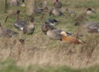 Ruddy Shelduck2.jpg