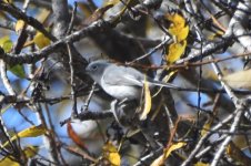 Blue-gray Gnatcatcher 2024-01-23JPG.JPG