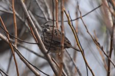 Song Sparrow 2024-01-23.JPG