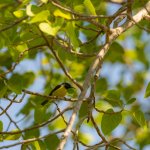 brown-throated sunbird_-1.jpg