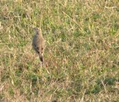 Perhaps a Paddyfield Pipit - one can never be sure with these!.JPG