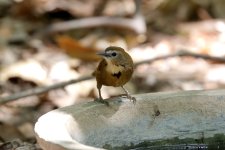 Crescent-chested Babbler 3 Bali Lesser Sundas.jpg