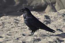 Common Raven 2024-01-25 a.JPG