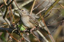 Golden-crowned Sparrow 2024-01-25 a.JPG