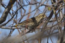 Purple Finch 2024-01-25 a.JPG