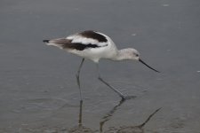 American Avocet (male) 2024-01-27 c.JPG