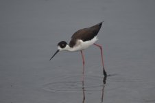 Black-necked Stilt (1st year) 2024-01-27 a.JPG