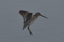 Long-billed Dowitcher 2024-01-27 b.JPG