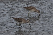 Long-billed Dowitcher 2024-01-27 g.JPG