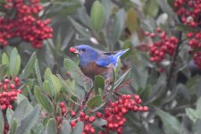 Western Bluebird 2024-01-27 b.JPG