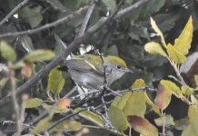 Chestnut-sided Warbler 2024-01-27 d.JPG