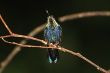 Hummingbird_84614mod1.jpg