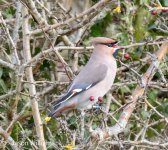 waxwing 193-DeNoiseAI-standard.jpg