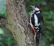 Great Spotted Woodpeckera.jpg