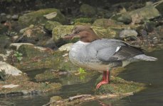 Merganser.jpg