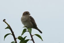 House Sparrow f  @ Girdleness BW240201_175811.jpg