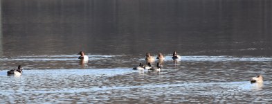 Ducks_LFx_2-1-24_9903.jpg