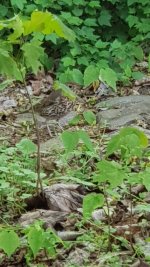 phone pic of a Song Thrush for comparison (2).jpg