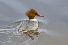 Goosander-(2)-fbook.jpg