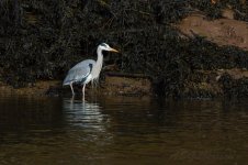 Heron-(37)-fbook.jpg