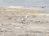 Query plover Al Khor Qatar 4.JPG