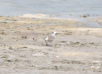 Query plover Al Khor Qatar 5.JPG