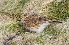 Skylark-(29)-fbook.jpg