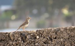 berthelots_pipit_9jan24_1778l_8483.jpg