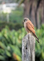 common_kestrel_caneriensis_8jan24_1080p_8470.jpg