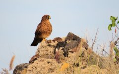 common_kestrel_caneriensis_fem_9jan24_1724l_8486.jpg