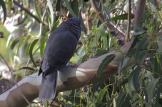 laurel_pigeon_30jan24_1632l_8795.jpg