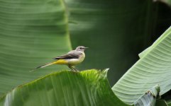 grey_wagtail_19jan24_1730l_8564.jpg