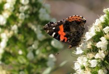 canary_red_admiral_30jan24_1571l_8762.jpg