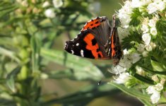 canary_red_admiral_30jan24_1685l_8775.jpg