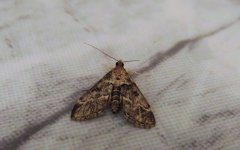 european_pepper_moth_16jan24_1724l_8529.jpg