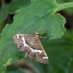 hawaiian_beet_webworm_24jan24_1080s_8638.jpg