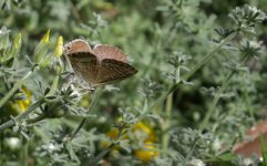 long-tailed_blue_25jan24_1729l_8661.jpg