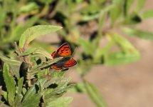 small_copper_23jan24_1547l_8601.jpg