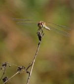 red-veined_darter_24jan24_1080p_8619.jpg