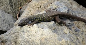 tenerife_lizard_9jan24_1920ww_8481.jpg