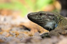 tenerife_lizard_25jan24_1635l_8655.jpg