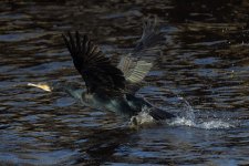 Cormorant-(6)-fbook.jpg