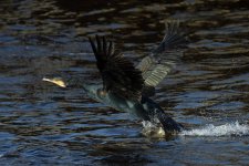 Cormorant-(8)-fbook.jpg