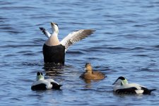 Eider-(22)-fbook.jpg