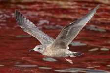 Herring-Gull-(25)-fbook.jpg