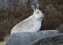 mountain Hare 07 02 24 .jpg