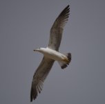 Armenian Gull 2.jpg