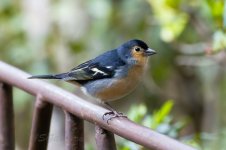 Canary-Is-Chaffinch-(41)-fbook.jpg